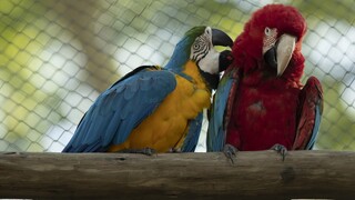 «Εξαφανισμένοι» παπαγάλοι μακάο επιστρέφουν ξανά στη Βραζιλία