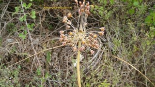 Κιλκίς: Εντοπίστηκε νέο είδους φυτού για πρώτη φορά στη Γουμένισσα