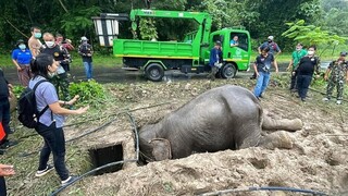 Ταϊλάνδη: Δραματική διάσωση ελεφαντίνας και του μικρού της που έπεσε σε χαντάκι