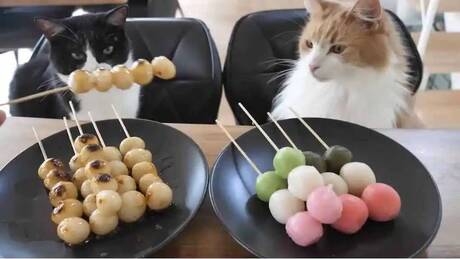 Ιαπωνία: Ο σεφ μαγειρεύει και οι γάτες του το απολαμβάνουν