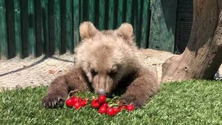 Φλώρινα: Viral το βίντεο με το ορφανό αρκουδάκι που τρώει κεράσια