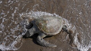 Έρευνα στην Ιαπωνία για σπάνιες θαλάσσιες χελώνες που βρέθηκαν να αιμορραγούν