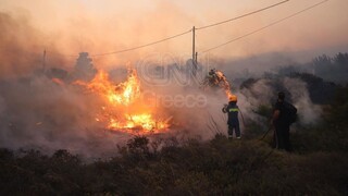 Explainer video: Οι δασικές πυρκαγιές και η σημασία της πρόληψης