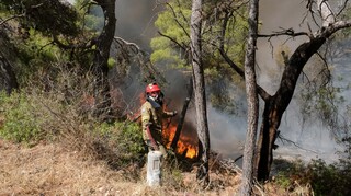 Φωτιά στα Μέγαρα: Αναζωπύρωση στα ήδη καμένα εδάφη - Καθησυχαστικός ο δήμαρχος