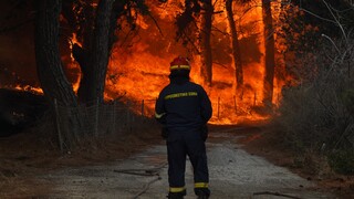 Φωτιά στο δάσος Δαδιάς: Τρίτη νύχτα «μάχης» σε πέντε μέτωπα - Ανυπολόγιστη οικολογική καταστροφή