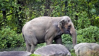 Ελβετία: Τρίτος ελέφαντας νεκρός από ερπητοϊό στον ζωολογικό κήπο της Ζυρίχης