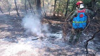 Φωτιά στον Έβρο: Περίπου 15.000 στρέμματα κάηκαν στη Δαδιά