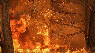 Μαίνονται οι φωτιές σε Έβρο και Μυτιλήνη - Νέα πύρινα μέτωπα σε Κόρινθο, Ηλεία και Ηράκλειο
