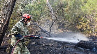 ΣΥΡΙΖΑ: Άμεση αναβάθμιση της επιχειρησιακής επάρκειας και των μέσων για τη φωτιά στη Δαδιά