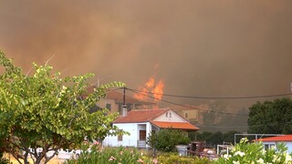 Μυτιλήνη: Άμεση αποζημίωση των πληγέντων από τη δασική πυρκαγιά