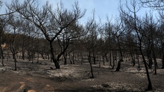 Φωτιά στη Μυτιλήνη: Κάηκαν 20.340 στρέμματα – Τι δείχνουν τα δορυφορικά δεδομένα