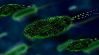 Ανησυχία στις ΗΠΑ: Εντοπίστηκαν βακτήρια της σπάνιας αλλά θανατηφόρας λοίμωξης «Μελιοείδωση»