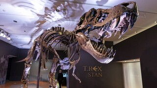 ΗΠΑ: Σκελετός δεινοσαύρου πωλήθηκε έναντι 6,1 εκατ. δολαρίων σε δημοπρασία (vid)