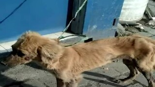 Παναμάς: Μίλι, η σκυλίτσα - θαύμα που επέζησε 40 ημέρες μέσα σε κοντέινερ