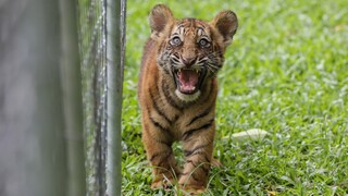 Τίγρης της Βεγγάλης που απειλείται με εξαφάνιση γεννήθηκε στην Κούβα