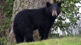 Πεινασμένη αρκούδα χτύπησε το κουδούνι σπιτιού στη Νότια Καρολίνα