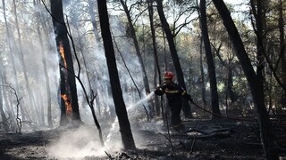 Δασικές πυρκαγιές Ιουλίου: Επηρέασαν περισσότερα από 132.000 στρέμματα