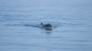 Αμβρακικός: Τα δελφίνια του μεγαλύτερου υδροβιότοπου των Βαλκανίων «χορεύουν» δίπλα στις βάρκες