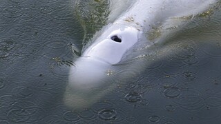 Γαλλία: Έβγαλαν από τα νερά του Σηκουάνα την παγιδευμένη φάλαινα - Φόβοι για τη ζωή της