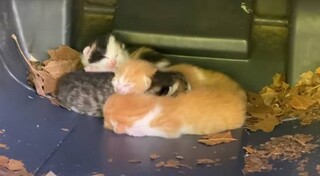 Οι Flatbush Cats έβαλαν σκοπό να σώσουν τις αξιολάτρευτες αδέσποτες γάτες της Νέας Υόρκης