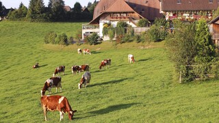 Η λειψυδρία απειλεί την κτηνοτροφία στην Ελβετία - Αερογέφυρα για μεταφορά νερού σε διψασμένα ζώα