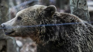 Καστοριά: Αρκούδα με τα μωρά της βγήκαν βόλτα στο κέντρο - Πώς απομακρύνθηκαν με ασφάλεια