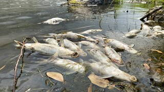 Άγνωστη τοξική ουσία η αιτία για τον μαζικό θάνατο ψαριών σε ποταμό που διασχίζει Πολωνία - Γερμανία