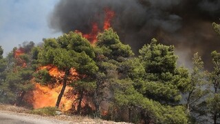 Φωτιά στη Θάσο: Ελαφρώς καλύτερη εικόνα μετά την αναζωπύρωση - Επιχειρούν δυνάμεις της Πυροσβεστικής