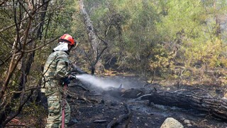 Φωτιά τώρα στα Οινόφυτα – Ακυρώσεις δρομολογίων από τον ΟΣΕ