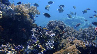 Καραχλέ: Πάνω από 240 ξενικά είδη στις ελληνικές θάλασσες – Ποια τρώγονται, ποια είναι επικίνδυνα