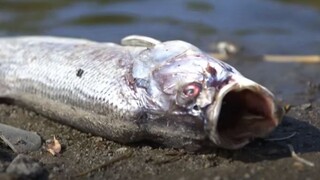Ποταμός Οντέρ: Τους 100 τόνους φτάνουν τα νεκρά ψάρια - Τα αίτια αναζητούν οι επιστήμονες