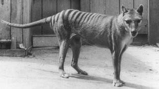 Τίγρη της Τασμανίας, η επιστροφή; Επιστήμονες αισιοδοξούν ότι θα «αναστήσουν» το εξαφανισμένο είδος