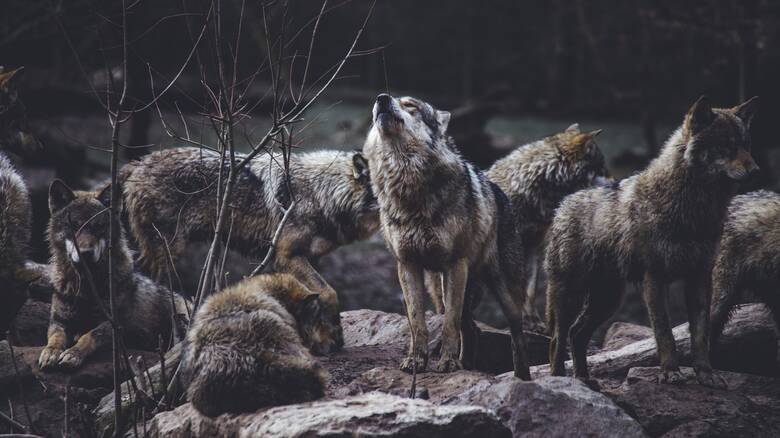 Οι λύκοι «επέστρεψαν» στην Ελλάδα: Τι γνωρίζουμε για το εντυπωσιακό σαρκοφάγο ζώο