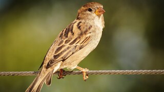 Η κλιματική αλλαγή επηρεάζει τα πουλιά της Ευρώπης