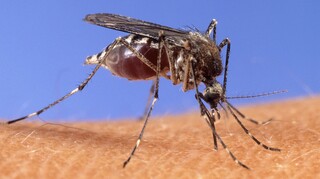 Οι επιστήμονες ανακάλυψαν την αιτία της θαυμαστής ικανότητας των κουνουπιών να μας πίνουν το αίμα