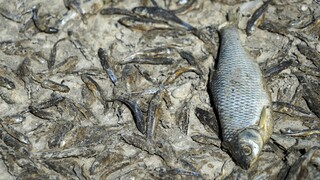 Ποταμός Όντερ: Σε υπερανάπτυξη τοξικών φυκιών πιθανώς να οφείλεται ο μαζικός θάνατος ψαριών