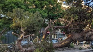 Νεκρός 51χρονος από πτώση δέντρου στην Κρήτη: Απόδοση ευθυνών ζητά η οικογένεια