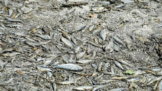 Ξηρασία: Οκτώ τόνοι ψαριών πέθαναν σε γαλλική λίμνη