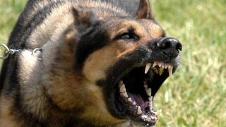 Κορινθία: Αγέλη σκύλων επιτέθηκε σε δύο παιδιά από τη Βρετανία και τον πατέρα τους
