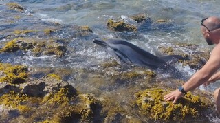 Κρήτη: Θλίψη για το τραυματισμένο δελφίνι - Είχε παγιδευτεί σε βράχια της Χερσονήσου