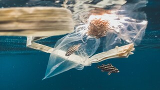 Τσουκαλάς (WWF): Το 2050 θα υπάρχουν περισσότερα πλαστικά στις θάλασσες από τα ψάρια