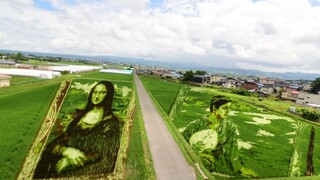 Ιαπωνία: Μετατρέποντας τα ρυζοχώραφα σε καμβάδες - Μια διαφορετική «Mona Lisa»