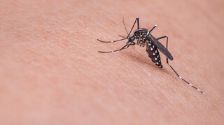 Ιός Δυτικού Νείλου: 146 περιστατικά στην Ελλάδα - Έκκληση ΕΟΔΥ για προστασία από τα κουνούπια