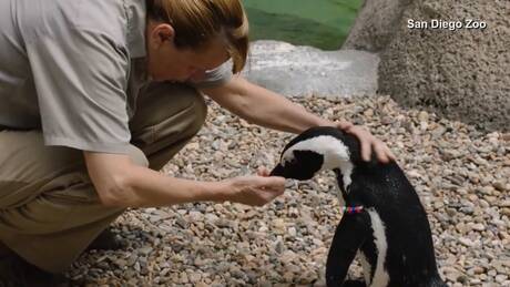 Ο Λούκας έχει πλέον… happy feet: Ένας παπουτσωμένος πιγκουίνος