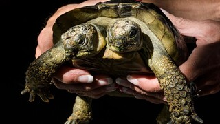 Ιανός: Η δικέφαλη χελώνα της Ελβετίας γίνεται φέτος 25 ετών