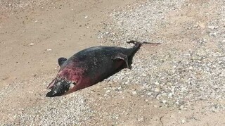 Χαλκιδική: Λουόμενοι εντόπισαν νεκρό δελφίνι στην παραλία Πορταριάς