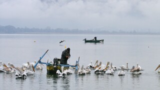 Καστοριά: Η λίμνη με τα 240 είδη πτηνών - Πώς η ανθρώπινη παρέμβαση καταστρέφει το οικοσύστημα