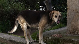 Ιωάννινα: Οργή για άνδρα που κλωτσά σκύλο στη μέση του δρόμου