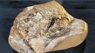 Βρέθηκε απολίθωμα της αρχαιότερης καρδιάς ηλικίας 380 εκατ. ετών σε ένα ψάρι