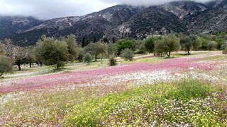 Δαναλάτος στο CNN Greece: Η Κεφαλονιά «επενδύει» στις βιολογικές καλλιέργειες
